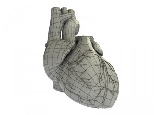 detailed 3d human heart 3D Модель