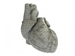detailed 3d human heart 3D Model