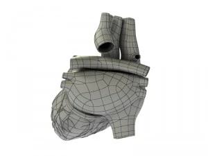 detailed 3d human heart 3D Model