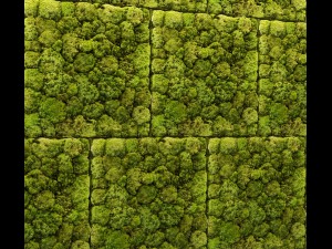 stone and moss Model 3D