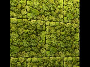 stone and moss Model 3D