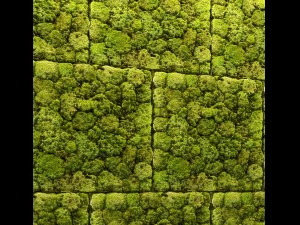 Stein und Moos 3D Modell