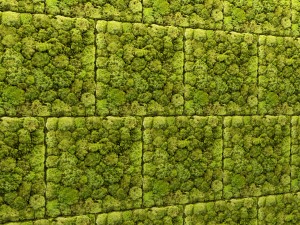 stone and moss Model 3D