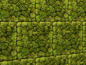 stone and moss Model 3D