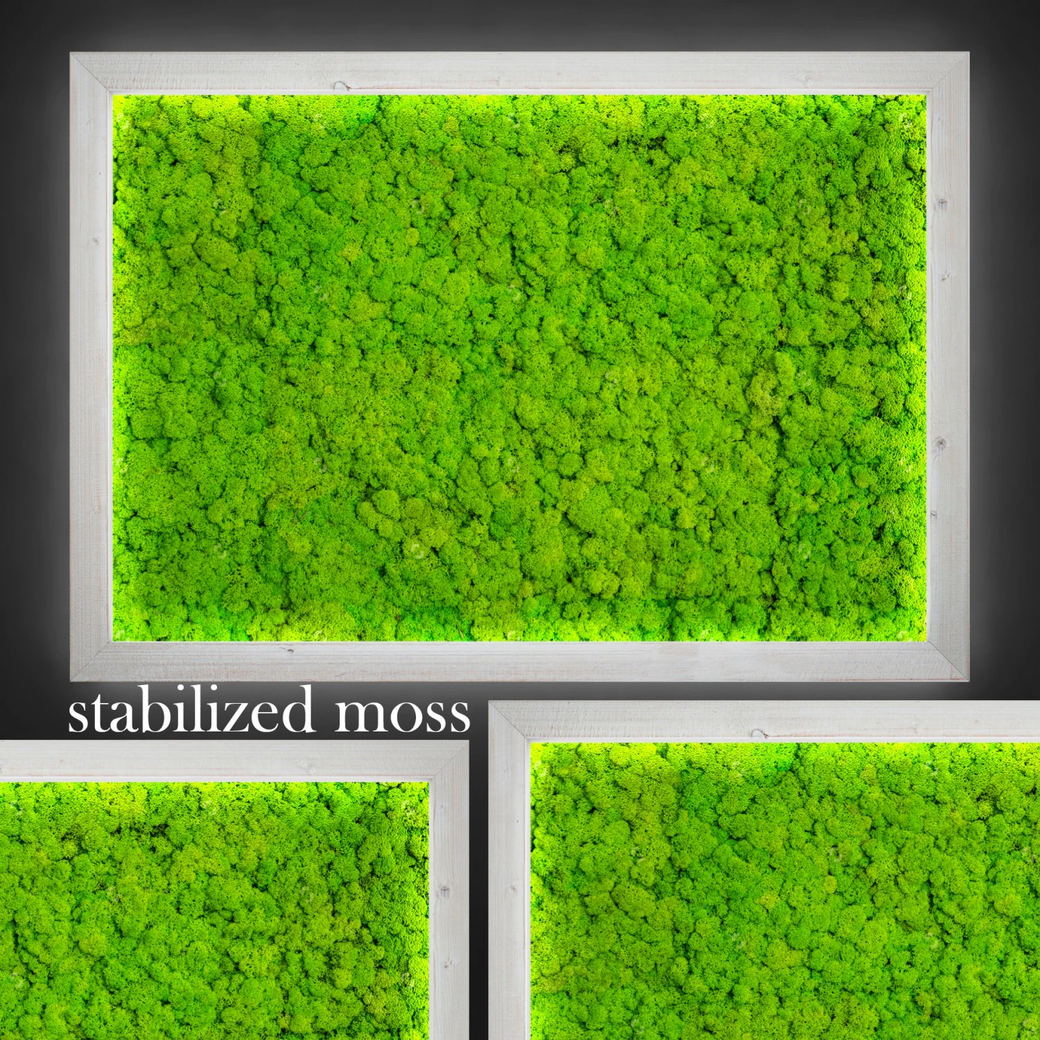 fytowall moss 3D Model .c4d .max .obj .3ds .fbx .stl .blend 