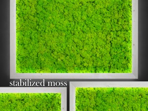 fytowall moss 3D Model