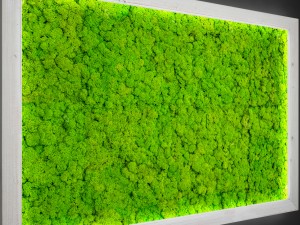 fytowall moss 3Dモデル