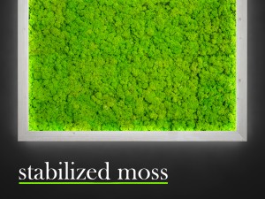 fytowall moss 3Dモデル