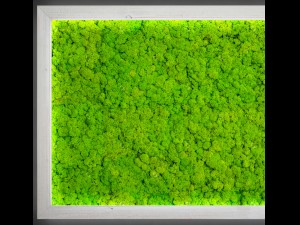 fytowall moss 3Dモデル