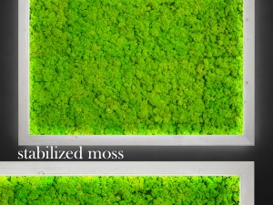 fytowall moss 3Dモデル