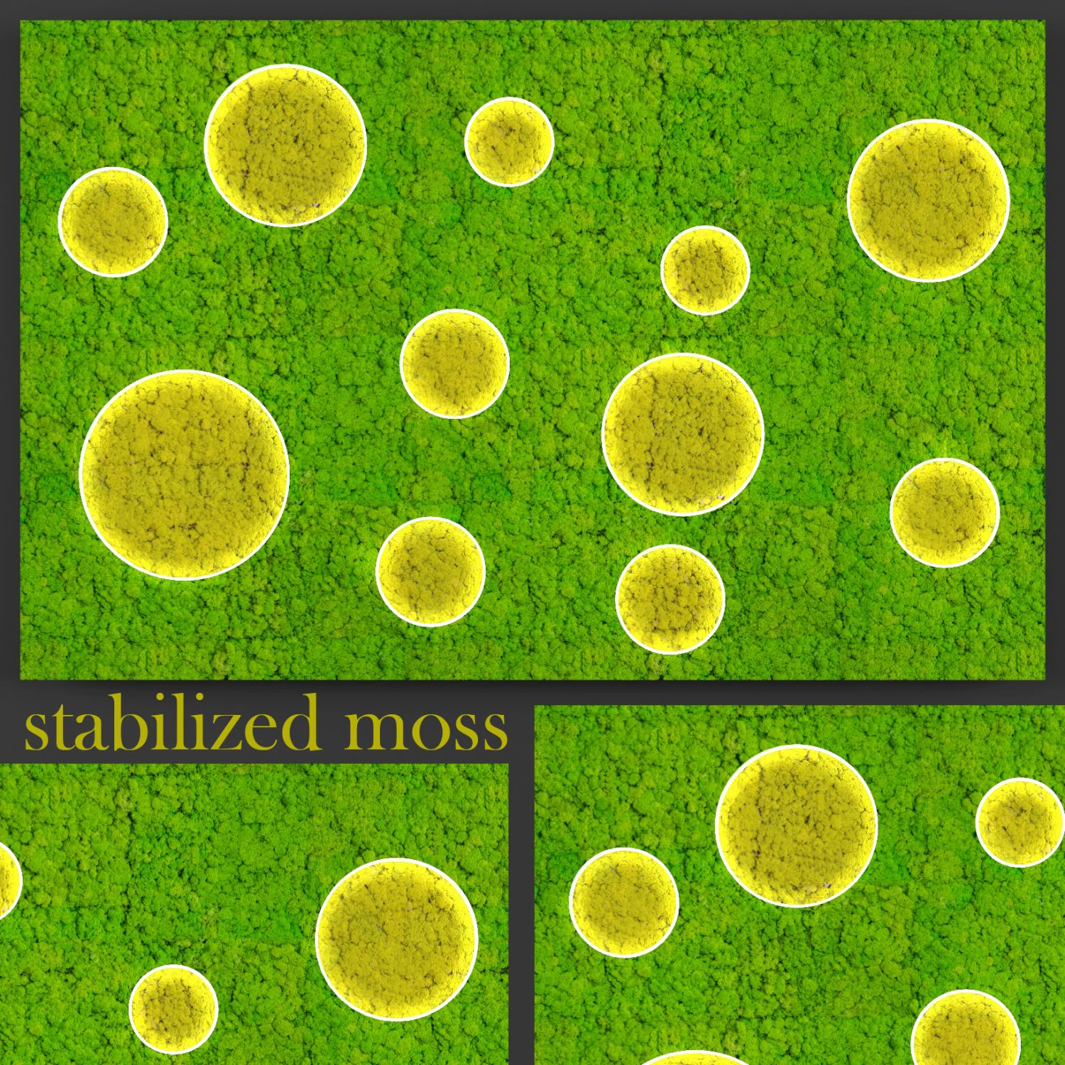 fytowall moss 3D Model .c4d .max .obj .3ds .fbx .stl .blend 