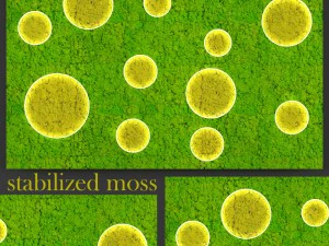 bitki duvarı yosunu 3D Model