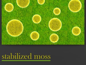 fytowall moss 3D Model