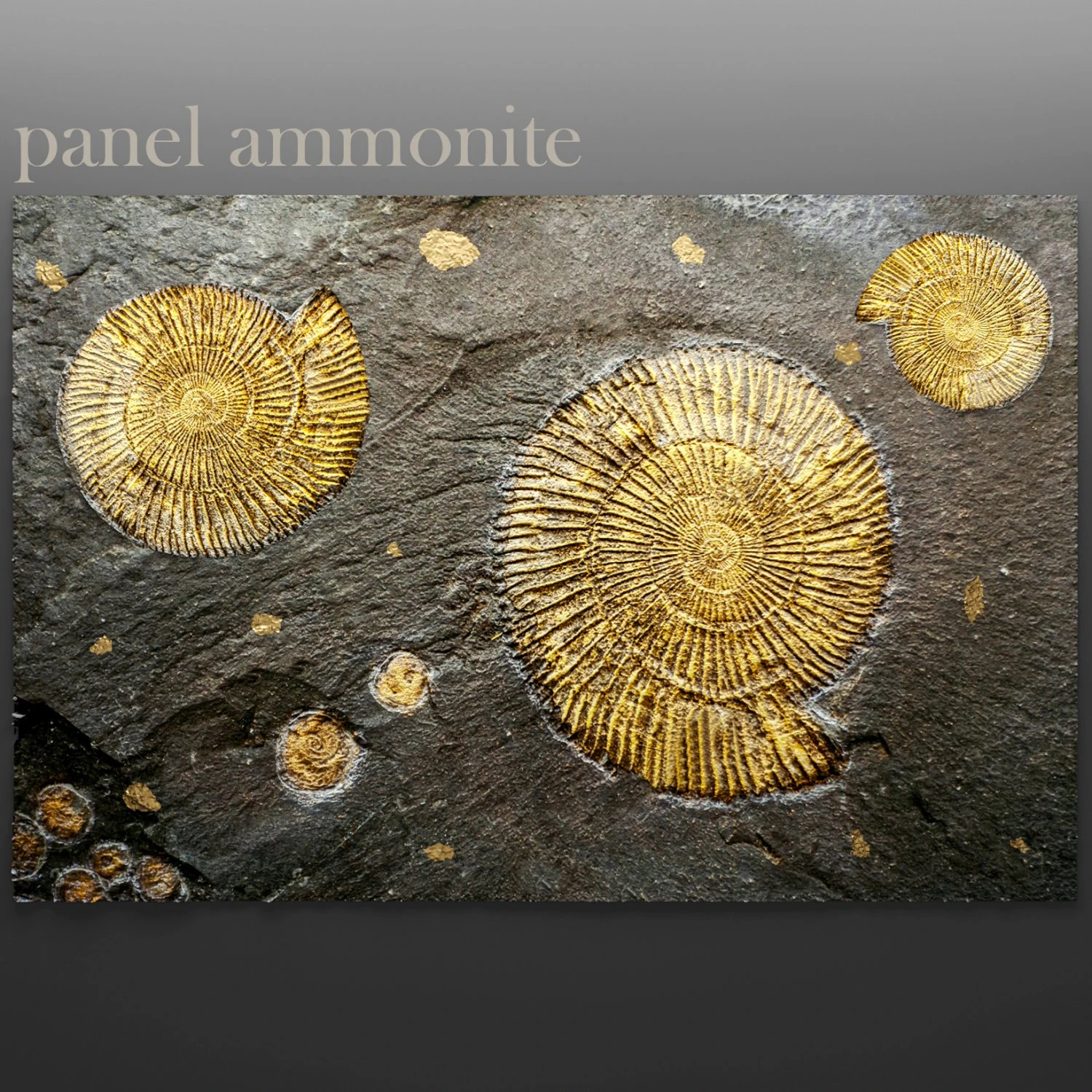 panel ammonite 3D Model .c4d .max .obj .3ds .fbx .stl .blend 