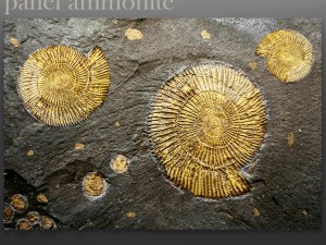 panel ammonite 3D Model