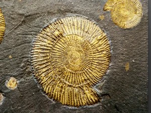 panel ammonite 3D Model