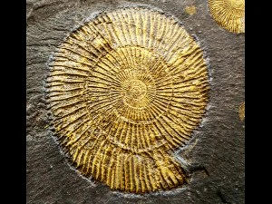 panel ammonite 3D Model