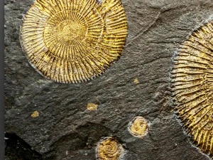 panel ammonite 3D Model