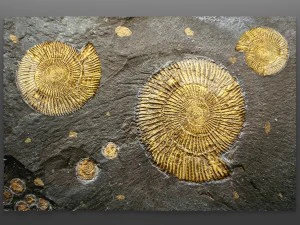 panel ammonite 3D Model
