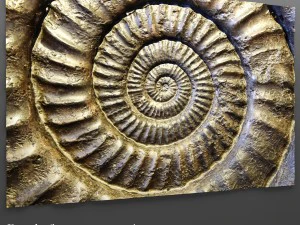 pannello ammonite Modello 3D