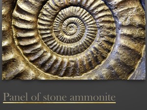 panel ammonite 3D Model