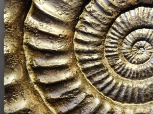 panel ammonite 3D Model