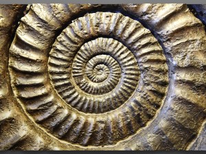 panel ammonite 3D Model