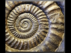 panel ammonite 3D Model
