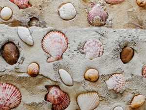 wall seashells Model 3D