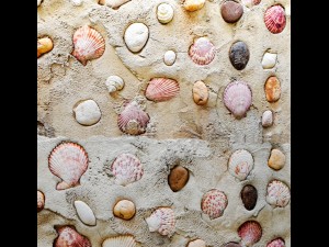 wall seashells Model 3D