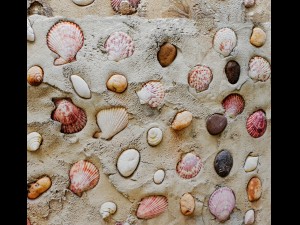 wall seashells Model 3D