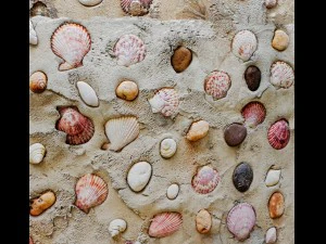 conchas de parede Modelo 3D