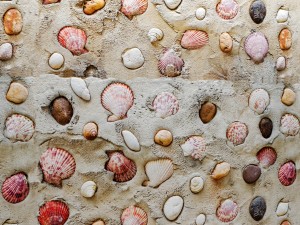 wall seashells Model 3D