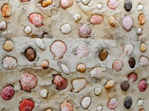 conchas de parede Modelo 3D