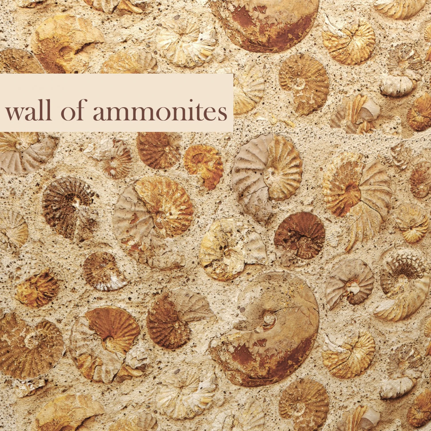 wall of ammonites 3D Model .c4d .max .obj .3ds .fbx .stl .blend 