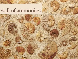 アンモナイトの壁 3Dモデル