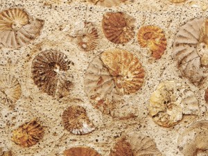 wall of ammonites 3D Модель