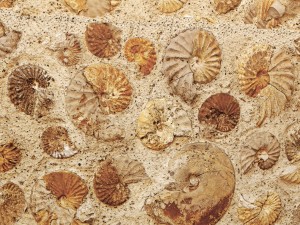 wall of ammonites 3D Модель