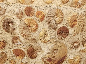wall of ammonites 3D Model