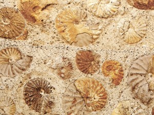 wall of ammonites 3D Модель