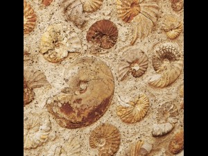 wall of ammonites 3D Модель