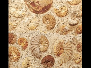 wall of ammonites 3D Модель