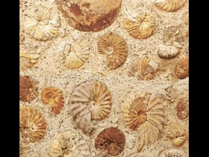 wall of ammonites 3D Model
