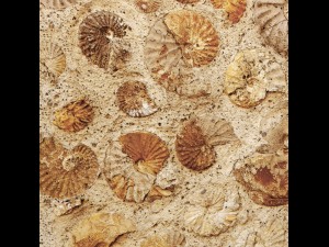 wall of ammonites 3D Модель