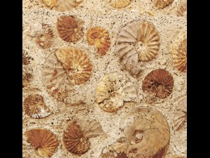 wall of ammonites 3D Модель
