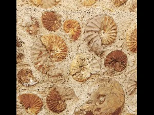 wall of ammonites 3D Model