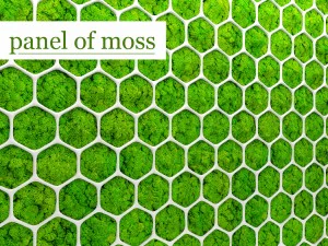 फाइटोवॉल मॉस 3डी 3D मॉडल