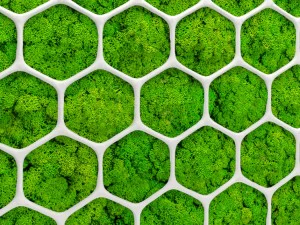 fytowall moss 3d 3D Model