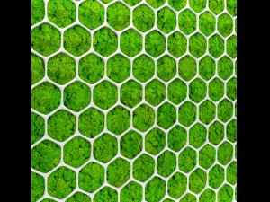 fytowall moss 3d Model 3D