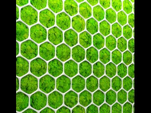fytowall moss 3d Model 3D
